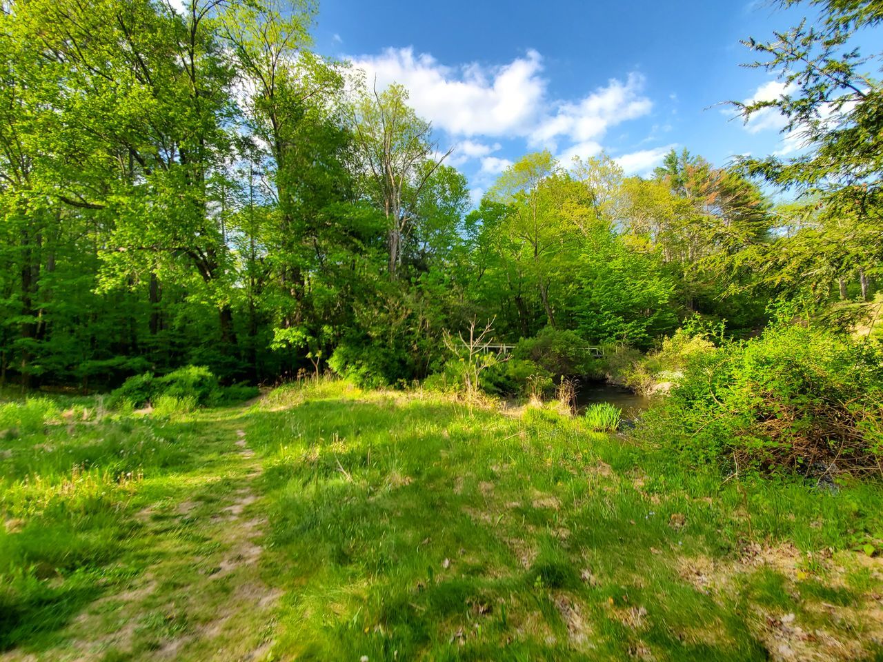 plant, tree, sky, woodland, meadow, green, beauty in nature, nature, vegetation, land, natural environment, grass, environment, landscape, tranquility, scenics - nature, forest, cloud, growth, no people, tranquil scene, leaf, summer, non-urban scene, sunlight, day, foliage, lush foliage, outdoors, field, flower, pasture, idyllic, wilderness, autumn, grassland, blue, plain, travel destinations, rural area, travel