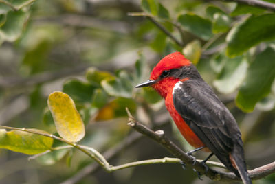 Close-up of a bird perching on branch