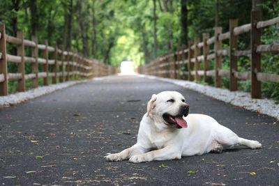 Dog sitting on road