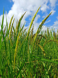 Close-up of crops growing on field against sky