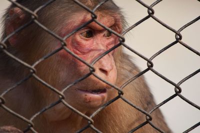 Close-up portrait of chainlink fence in cage