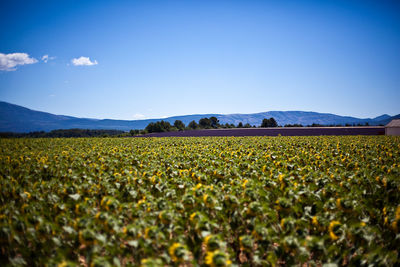 Scenic view of field against clear blue sky