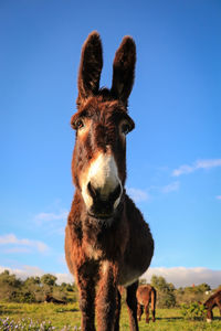 Portrait of horse on land against sky