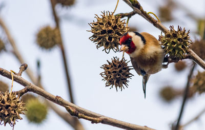 Low angle view of bird perching on branch