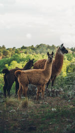 Llama standing on a forest