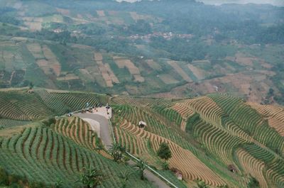 Onion field landscape captured using analogue camera