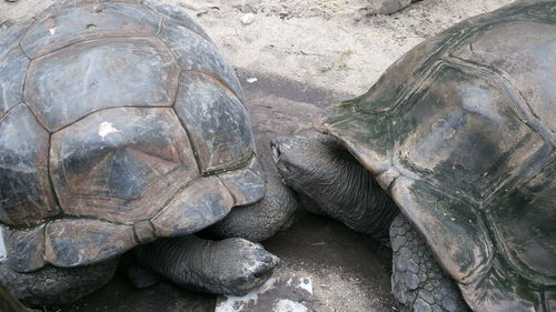 High angle view of tortoises