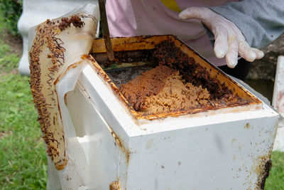 High angle view of bee on ice cream