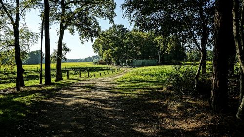 Footpath amidst trees on grass