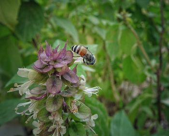 Close-up of bee pollinating on pink flower