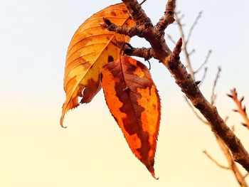 Close-up of dried autumn leaves against sky