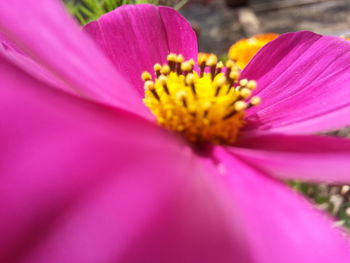 Close-up of pink flower