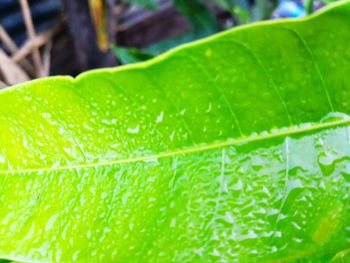 Close-up of raindrops on green leaves