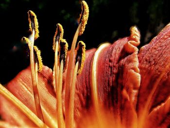 Close-up of red flowering plant