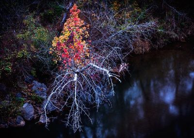 Close-up of illuminated tree against sky at night