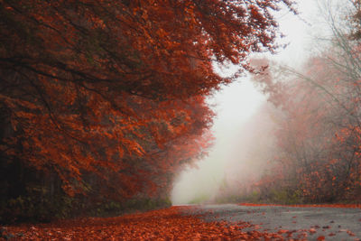 Scenic view of autumn trees against sky