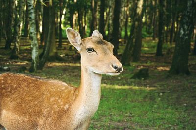 Deer in forest