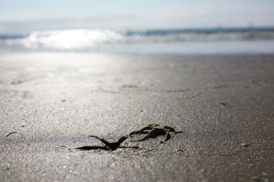 Close-up of crab on beach