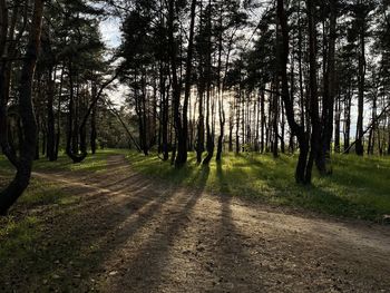 Road amidst trees in forest