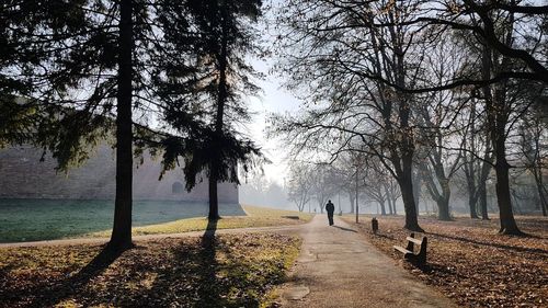 Trees on footpath in park