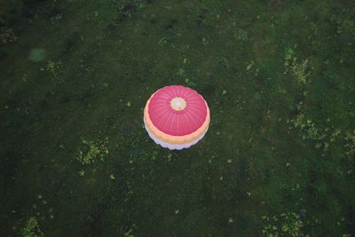 High angle view of pink ball on leaf