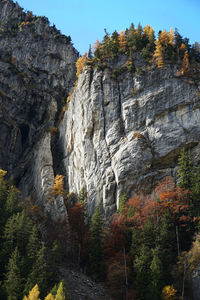 Trees on cliff against sky