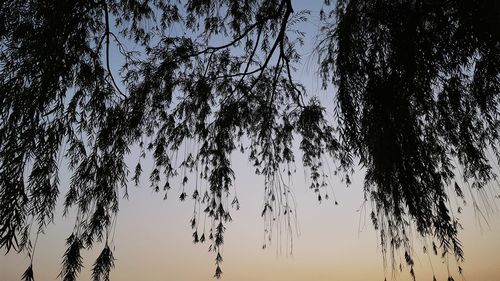 Low angle view of silhouette trees against sky during sunset