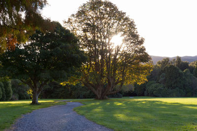 Trees in park against sky