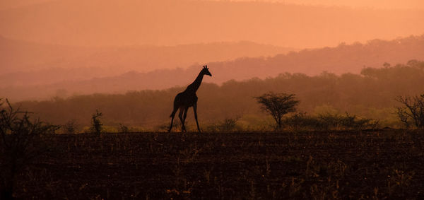 Silhouette giraffe standing on landscape against sky during sunset