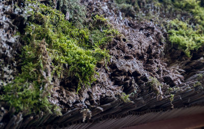 Close-up of moss growing on tree