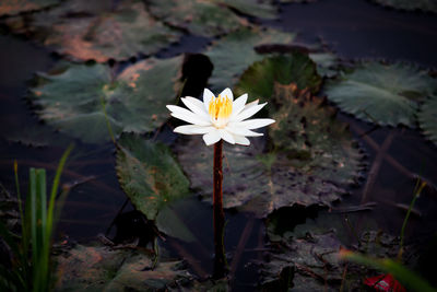 Close-up of lotus water lily in lake