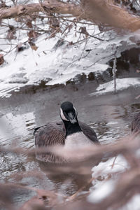 Duck in a lake