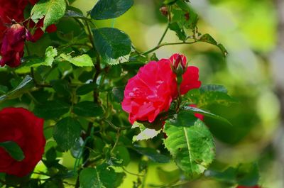 Close-up of red flower blooming outdoors