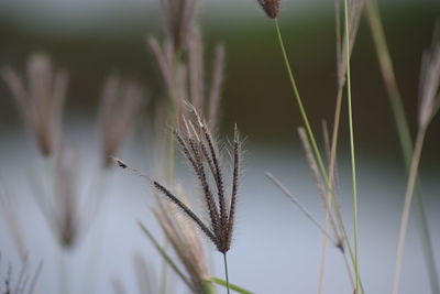 Close-up of stalks in field