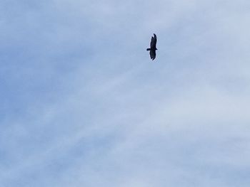 Low angle view of bird flying in sky