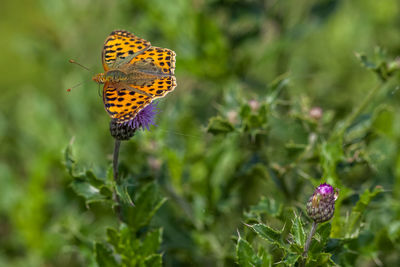 Close-up of butterfly pollinating on yellow flower