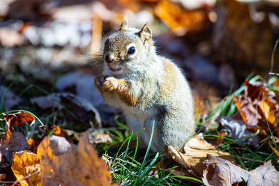Close-up of squirrel on land