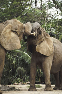 Two elephant fighting