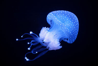 Close-up of jellyfish swimming in sea