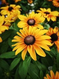 Close-up of yellow flower