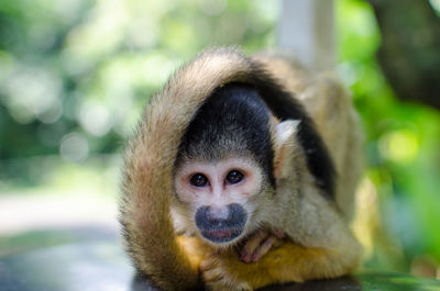 Close-up portrait of monkey