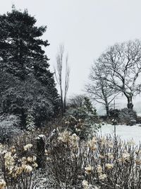 Bare trees on snow covered landscape against sky