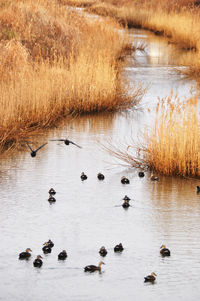 Birds in lake