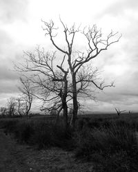 Bare tree on field against sky