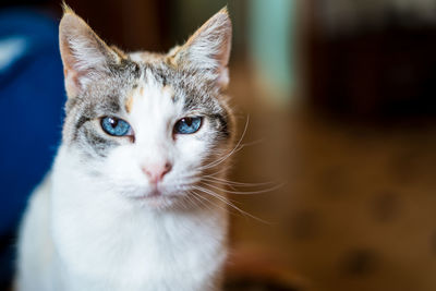 Close-up portrait of cat