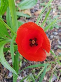High angle view of red flower on field