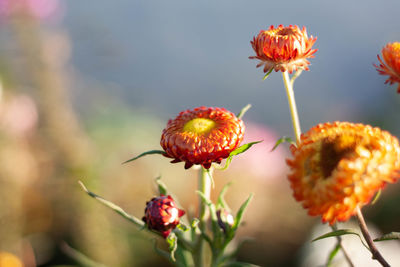 Close-up of red flowering plant