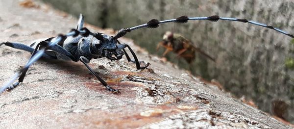 Close-up of insect on rock