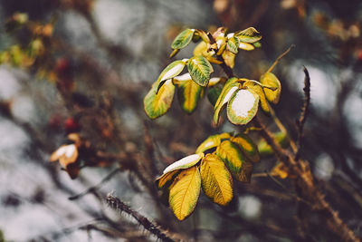 Close-up of yellow leaves on plant