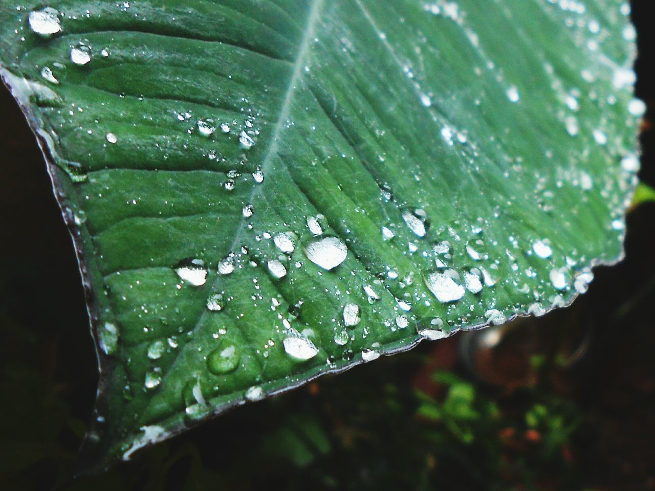 Rains_green_beauty!